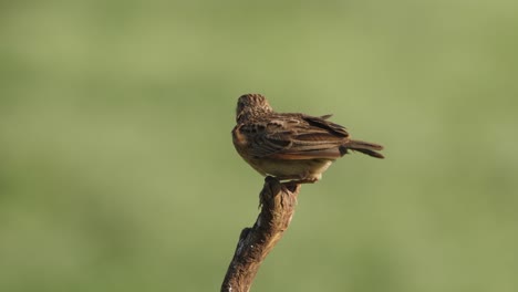 close up of a rufous-naped lark perched on a tree branch