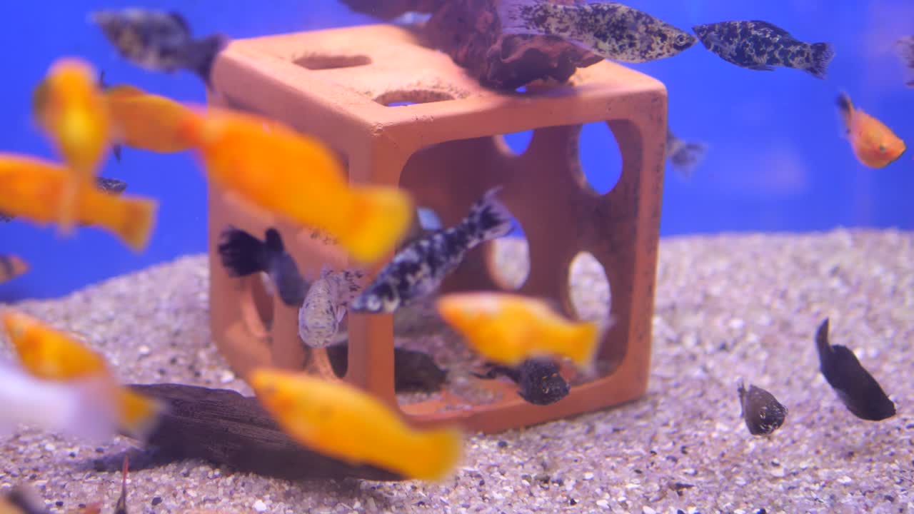 A variety of fish swimming in an aquarium