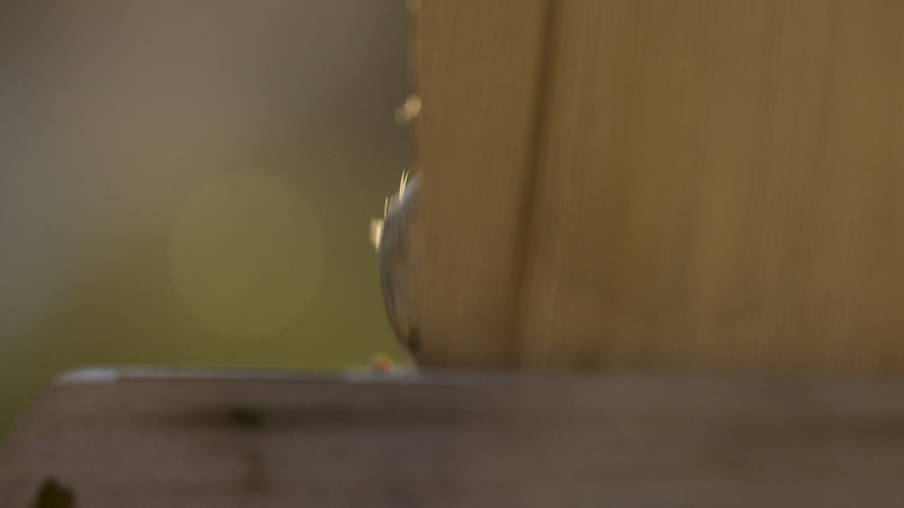 늦은 오후 햇살에 새 모이통에 가려진 터프티드 박새