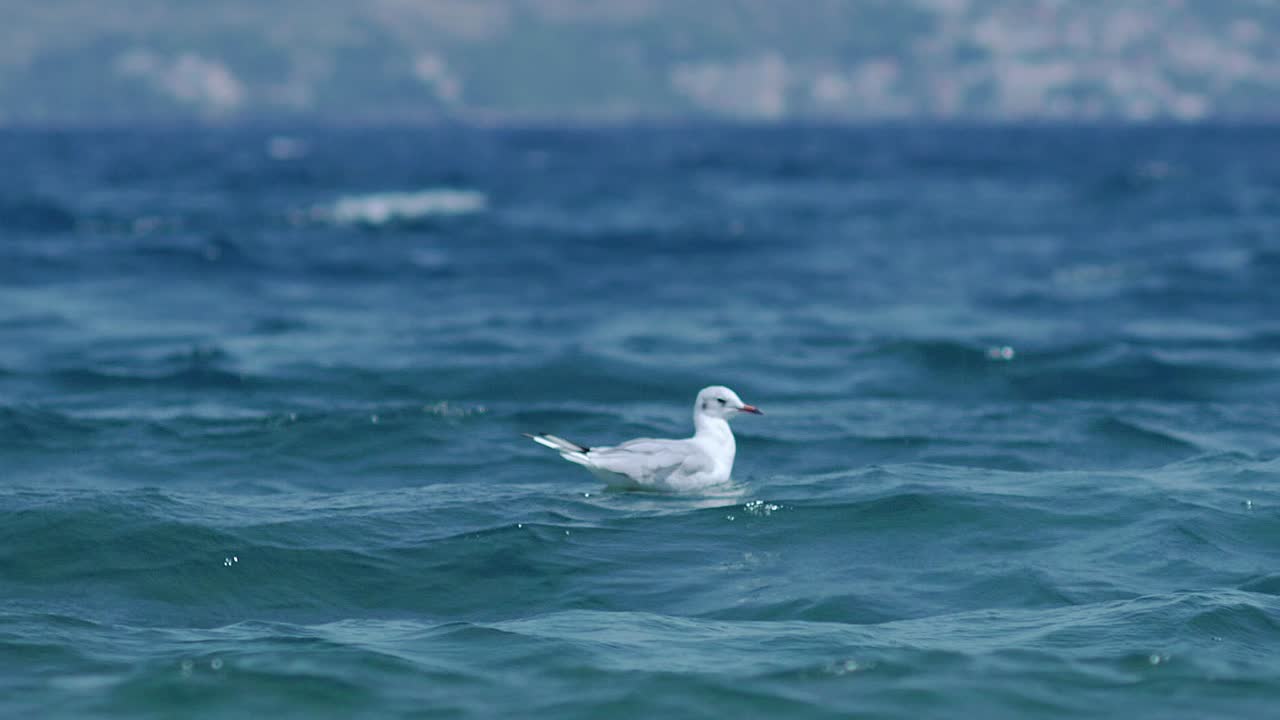 Seagull floating on the ocean waves