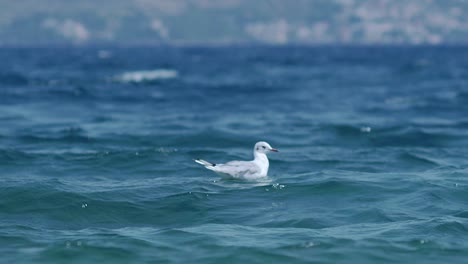 seagull floating on the ocean waves