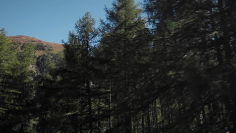 Tracking-Shot-of-Trees-in-the-Alps-Switzerland