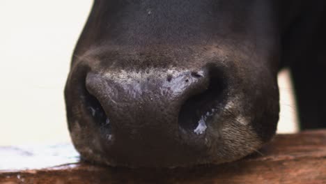 Close-up-on-black-bulls-muzzle-while-exhaling,-slow-motion