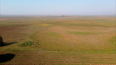 Vista-Aérea-Del-Campo-De-Reforestación