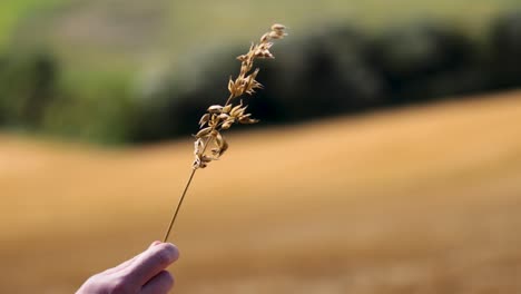 a hand holds wheat against a blurred field