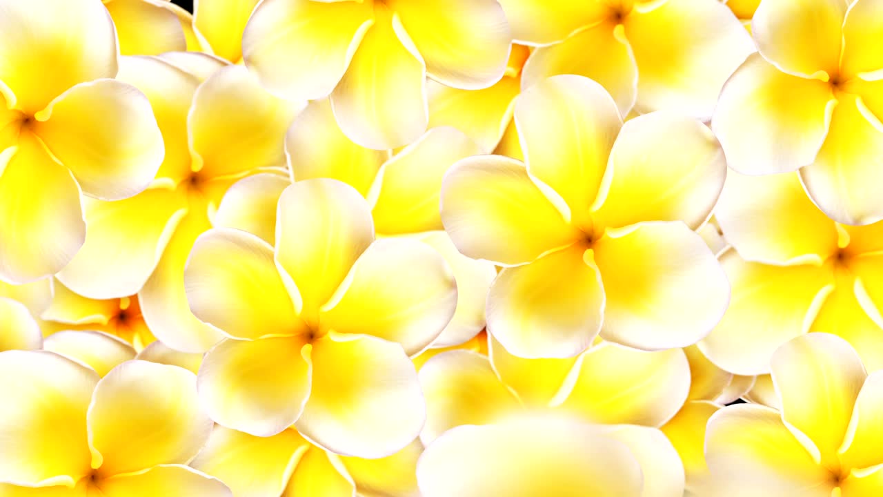 las flores amarillas en el fondo.