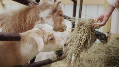 side view: the farmer feeds the goats, gives them hay from his hand