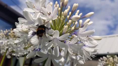 Biene-Bestäubt-Blume-An-Sonnigen-Sommertagen