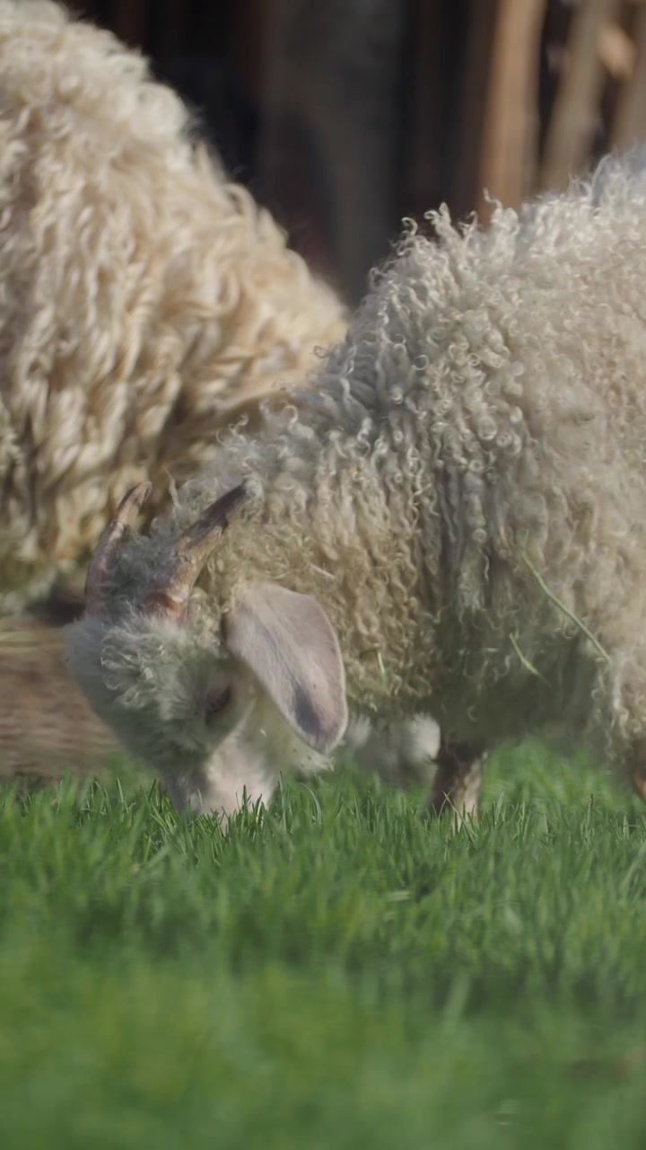 Capre d'Angora bianche che pascolano sull'erba verde