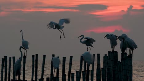 The-Great-Egret,-also-known-as-the-Common-Egret-or-the-Large-Egret