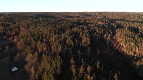 pine tree forest landscape in evening sunset colors