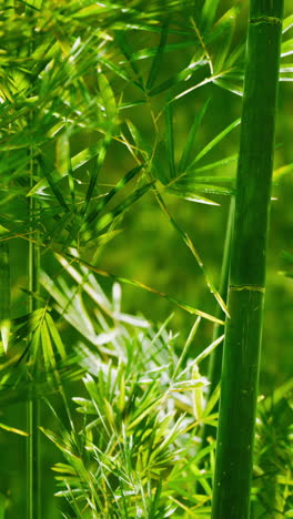 close up of green bamboo leaves and stems