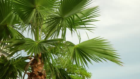 Palmera-De-Abanico-Europea-Primer-Plano-Sobre-El-Cielo-Nublado-Y-El-Edificio-Del-Hotel-En-El-Fondo