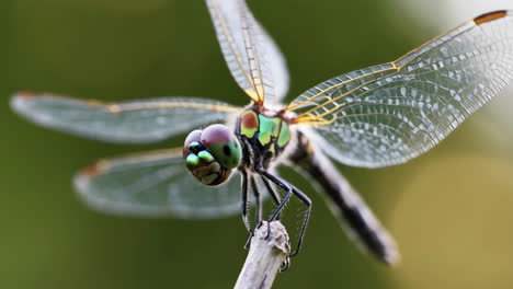 macro close-up of a dragonfly perched on a stick