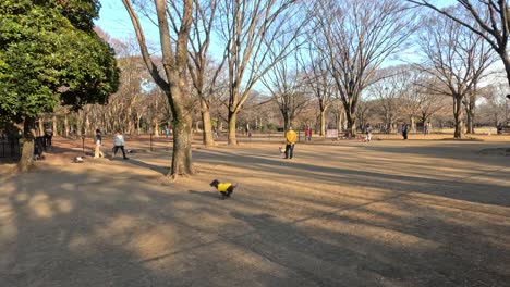 people walking and dog playing in a park