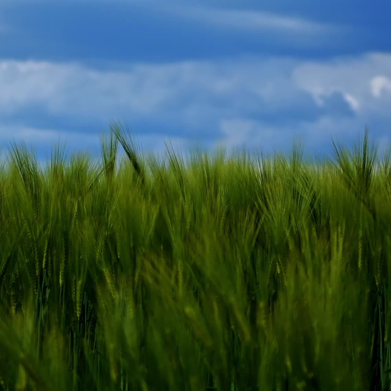 Motion of green spikelets under blue sky. Not ripe agricultural plants swaying in wind on a bright summer day. Nature agriculture landscape.