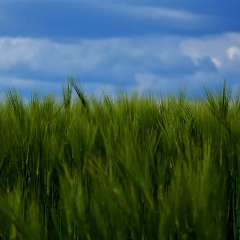 Motion of green spikelets under blue sky. Not ripe agricultural plants swaying in wind on a bright summer day. Nature agriculture landscape.