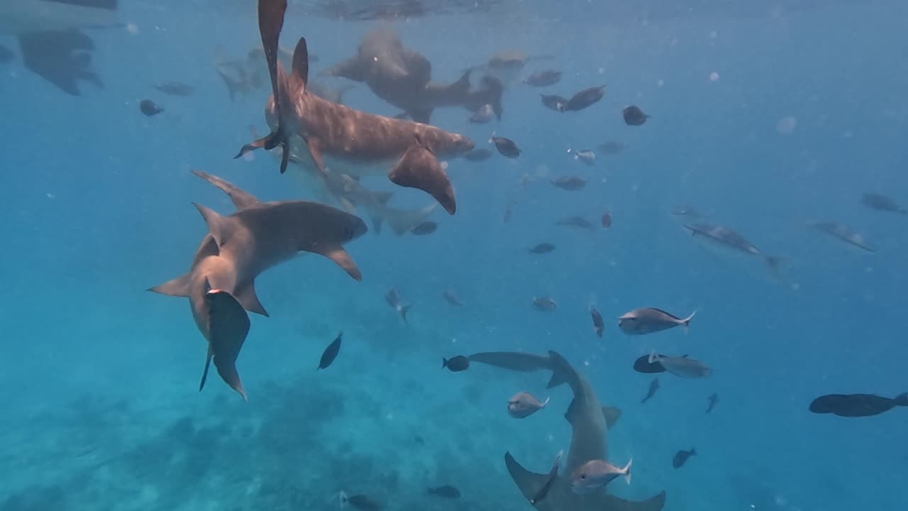tiburones enfermera amarillo enjambre alrededor del barco para la comida, bajo el agua de cerca