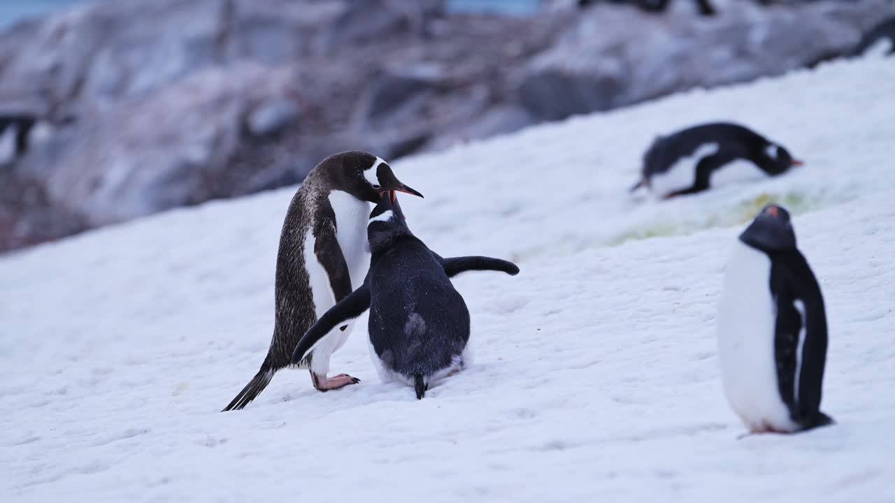 bebé pingüino y madre alimentándose en la antártida, jóvenes pingüinos hambrientos polluelo con la madre regurgitando comida para alimentarlo, vida silvestre y animales bebés en la península antártica en la nieve de invierno