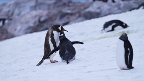 Baby-Penguin-and-Mother-Feeding-in-Antarctica,-Young-Hungry-Baby-Penguins-Chick-with-Mother-Regurgitating-Food-to-Feed-it,-Wildlife-and-Baby-Animals-on-the-Antarctic-Peninsula-in-the-Winter-Snow