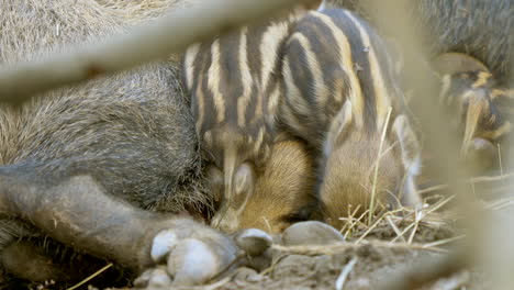 Close-up:-Cute-baby-boars-cuddling-with-mother-on-hay-inside-barn-during-daytime
