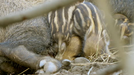 close up: cute baby boars cuddling with mother on hay inside barn during daytime