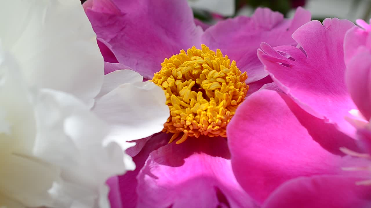 Grandi petali di peonie. Fiori vivaci e colorati