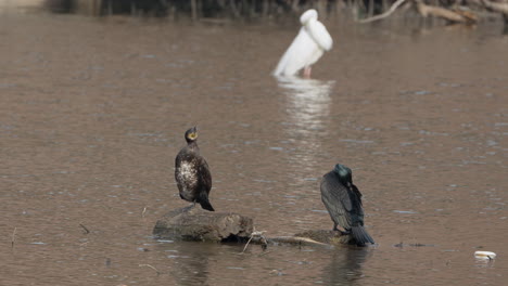 two great cormorants or black shags birds and white great egret preen feathers in shallow river water