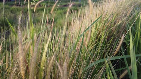 Sich-Bewegender-Schuss-Von-Gras-Im-Wind