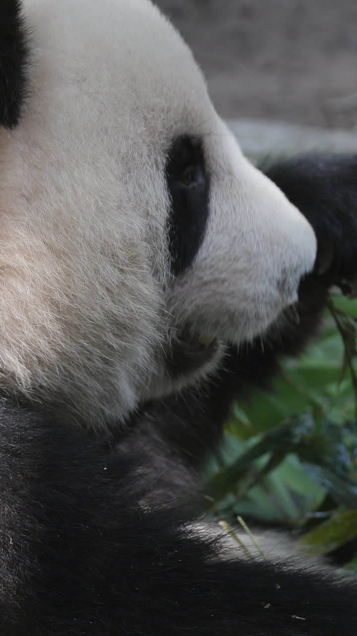 A close up of a panda eating in vertical