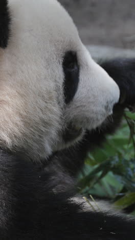 a close up of a panda eating in vertical