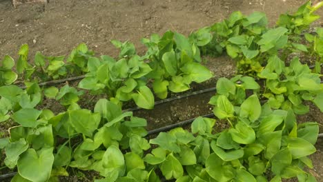 Gewächshaus-Mit-Calla-Blumen-Gärtnerei