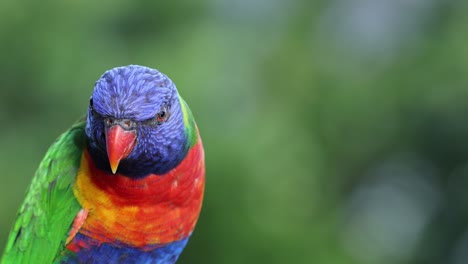 vibrant parrot interacting with surroundings