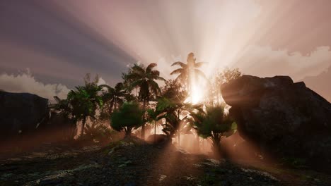 sunset beams through palm trees