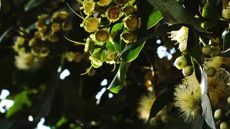 colgando fruta de ciruela china del colorido árbol de la selva vietnamita