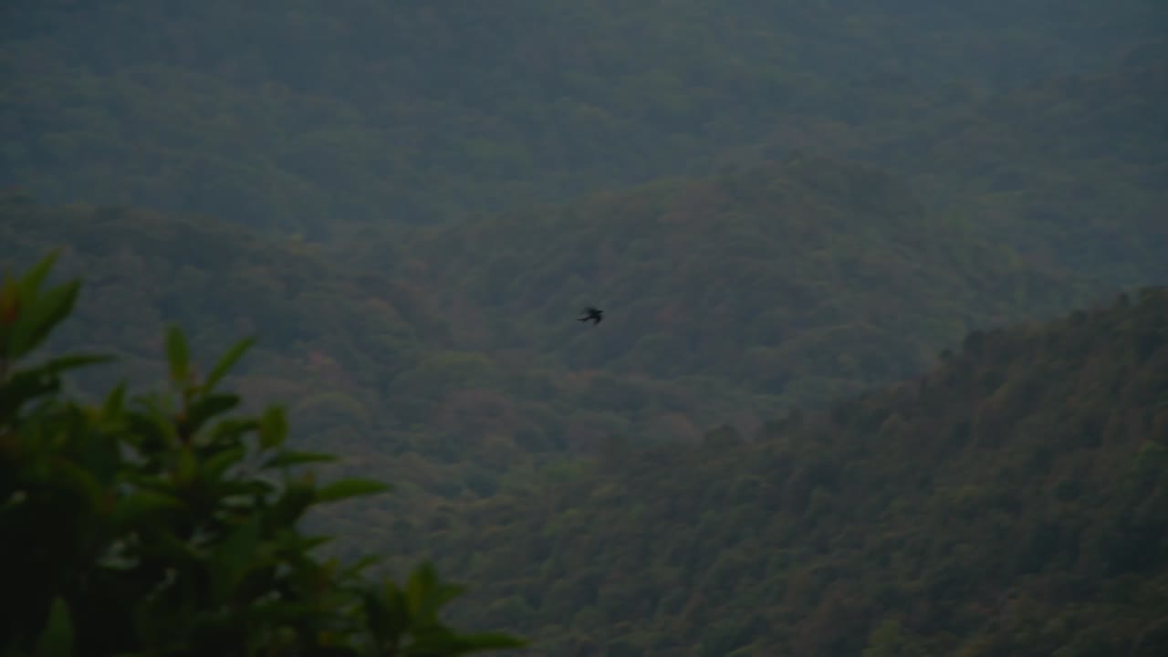 Bird Flying Over Mountains