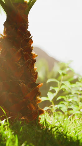 cerca del tronco de una palmera