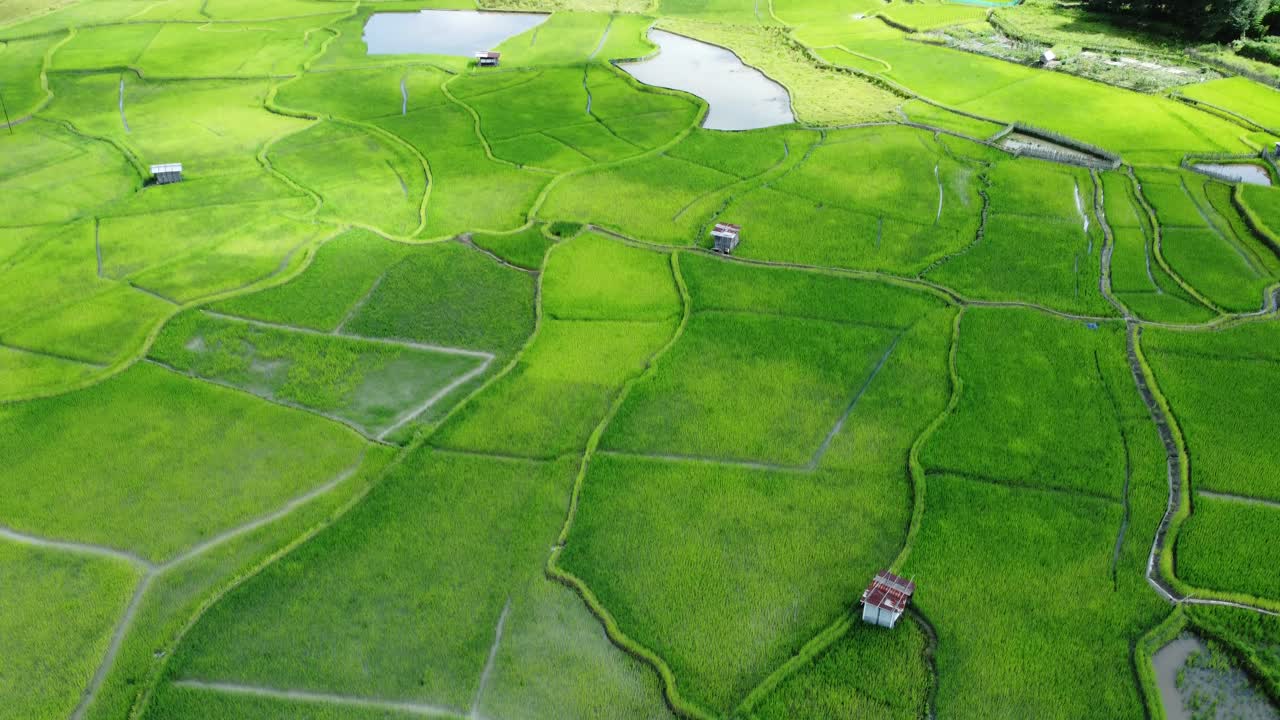 vista aérea de un campo de arroz en arunachal pradesh