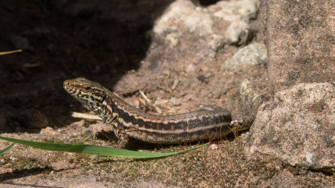 Close-Up of a Common Lizard Sunbathing on warm stones at Gräfenstein Castle near Merzalben, Germany