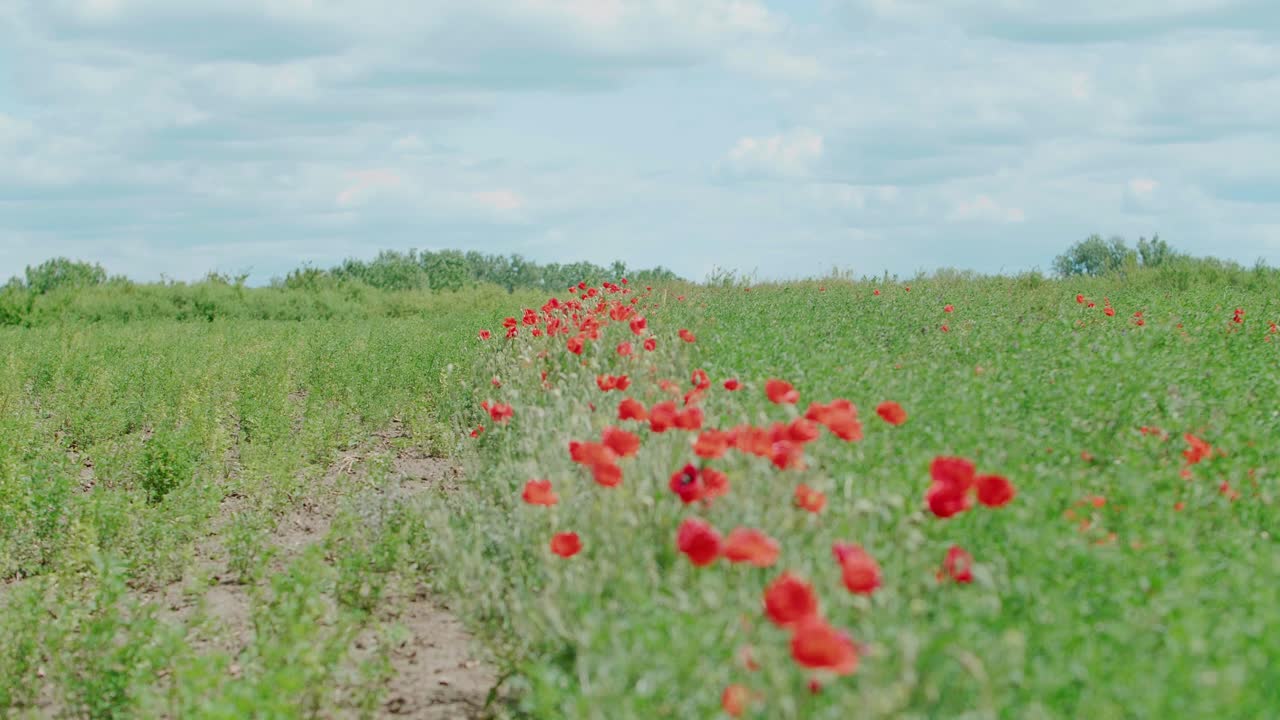 Fiori di papavero in un prato, inquadratura d'ambiente