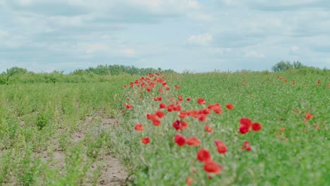 Poppy-flowers-on-grass-field,-establishing-shot