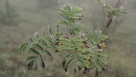 fotografía de plantas en lommel bélgica