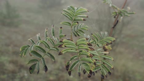 植物摄影在比利时洛梅尔 (lommel)