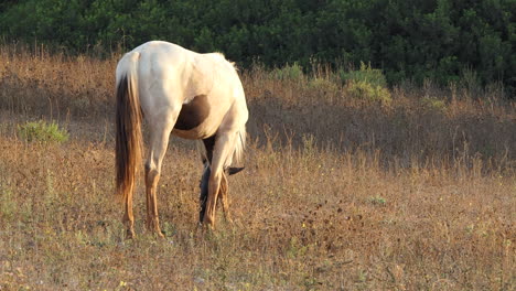 caballos buscando comida en pastos secos a la hora dorada