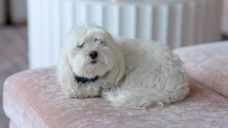 Ein-Süßer-Kleiner-Weißer-Terrier,-Der-Auf-Einer-Couch-Sitzt-Und-Langsam-In-Einem-Reich-Aussehenden-Haus-Nach-Oben-Schaut