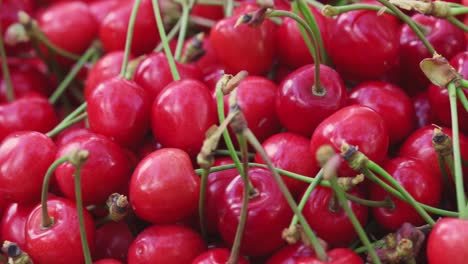 cerezas rojas frescas y jugosas. cerezas maduras recién recogidas. comida vegetariana saludable.