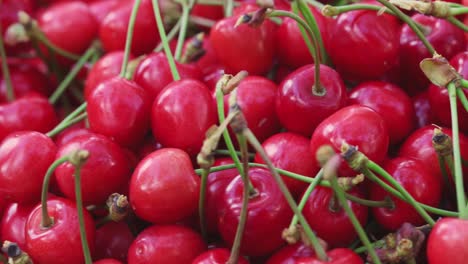 fresh juicy red cherry berry rotate. ripe freshly-picked cherries. healthy vegetarian food.