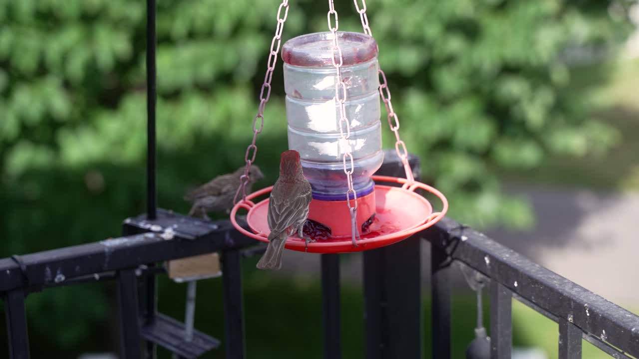 House finches chased away from the jelly feeder by a female Bullock's oriole