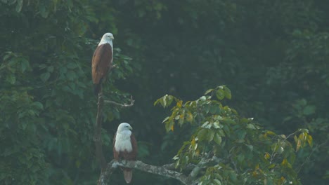 pair of brahminy kits sit on trees looking over the river where they normally fish in the western ghats on india in karnataka around dandeli ,sitting in the green canopy