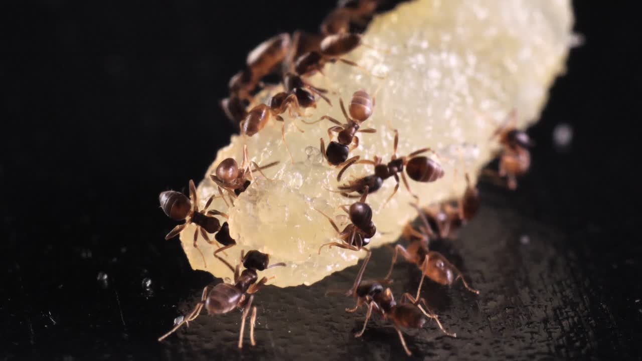 Ant Army Eating Pile of Potato Food